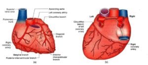 Arteries supplying the heart: Anatomy of the heart